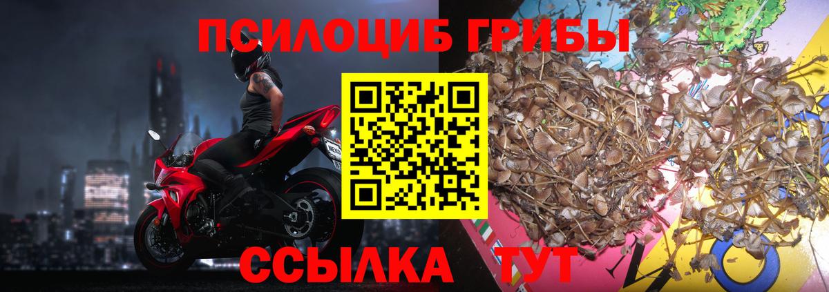 Псилоцибиновые грибы Psilocybe  Вход с VPN  Сарапул 